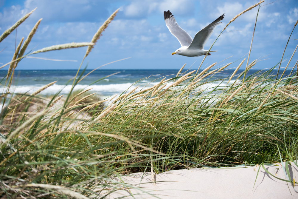 white-seagull-flying-coast